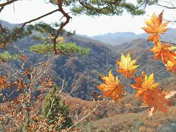 2025新澳芳草地資料和今晚澳門(mén)9點(diǎn)35分開(kāi)獎(jiǎng)實(shí)用性解讀,全面釋義、解釋與落實(shí)與虛假宣傳-全面釋義、解釋與落實(shí)